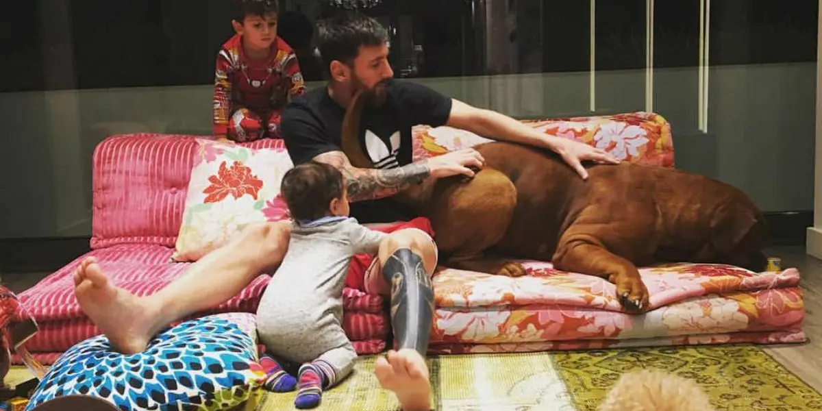 Lionel Messi aprovechó que no fue convocado por Mauricio Pochettino con el PSG para viajar rumbo a Barcelona y reencontrarse con sus mascotas, una de ellas su perro Hulk, que volvió a aparecer en las redes luego de que Antonela Rocuzzo lo muestre junto a uno de sus hijos ¿Cómo se encuentra el Dogo de Burdeos? Enterate de toda la información acá.