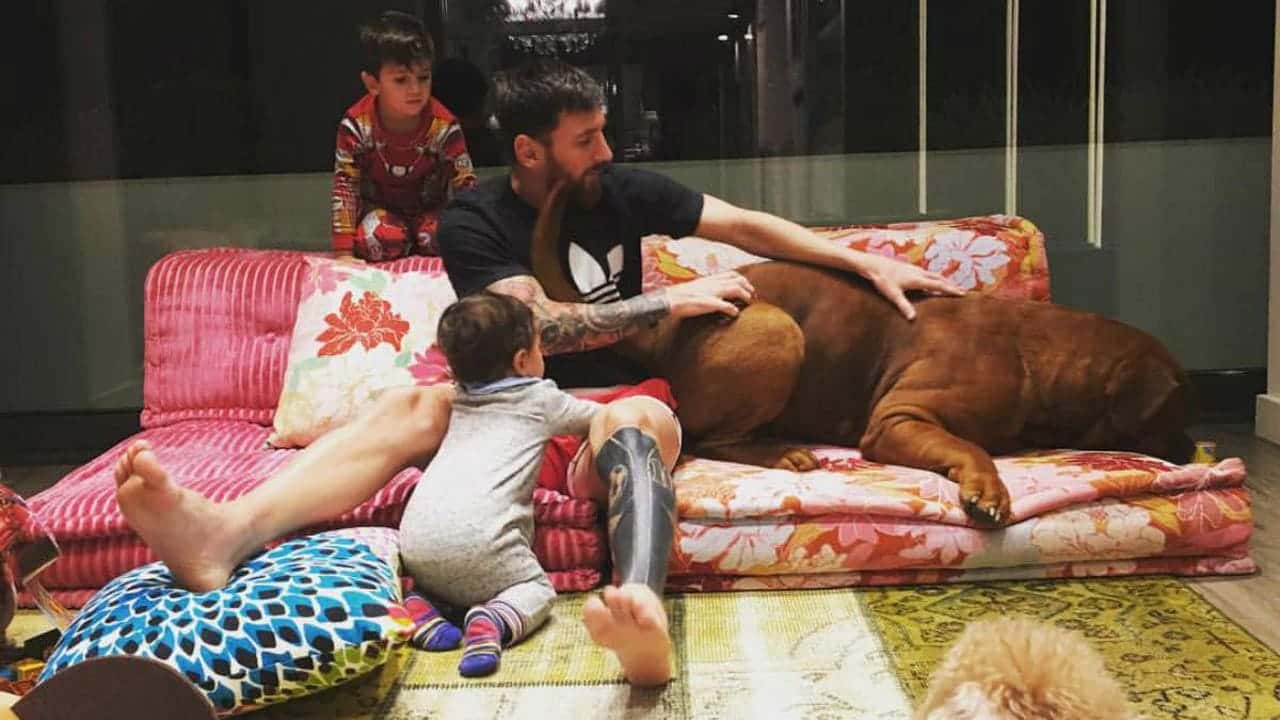 Lionel Messi aprovechó que no fue convocado por Mauricio Pochettino con el PSG para viajar rumbo a Barcelona y reencontrarse con sus mascotas, una de ellas su perro Hulk, que volvió a aparecer en las redes luego de que Antonela Rocuzzo lo muestre junto a uno de sus hijos ¿Cómo se encuentra el Dogo de Burdeos? Enterate de toda la información acá.