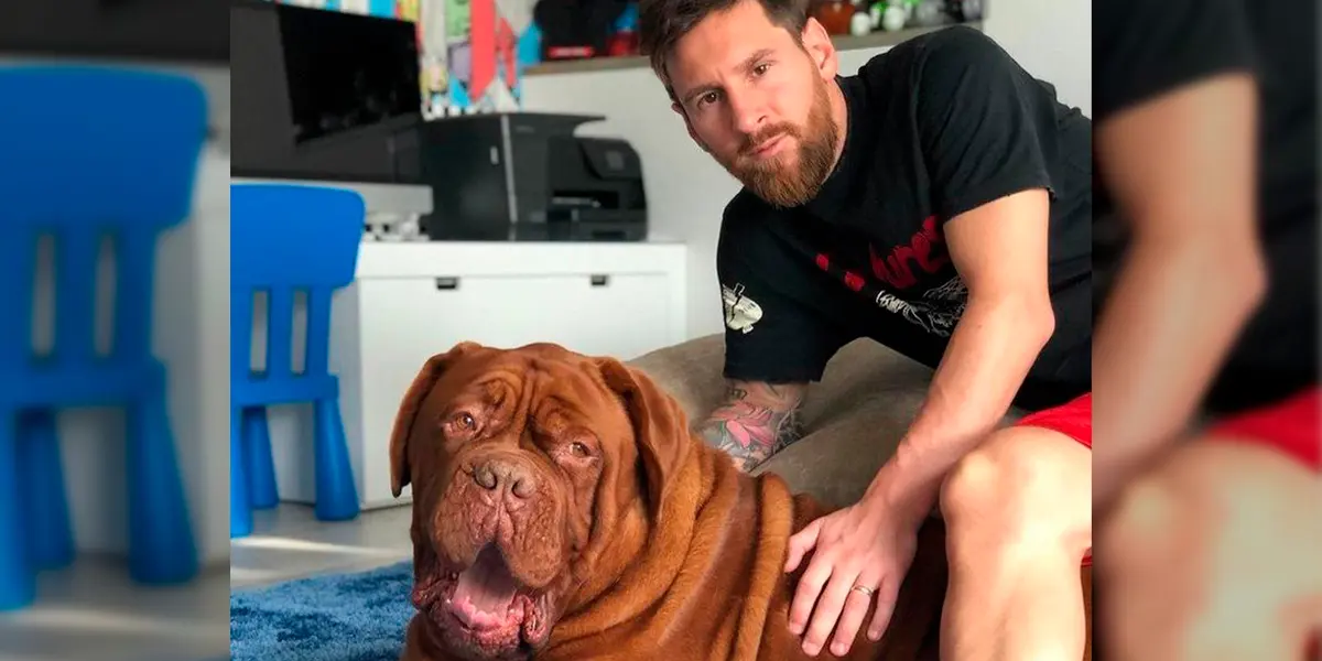 Lionel Messi fichó por el Paris Saint-Germain para esta nueva temporada y actualmente se encuentra hospedado en un hotel donde todavía no trajo todas sus pertenencias desde Barcelona, inclusive su perro Hulk ¿De qué raza es el animal del argentino? Enterate de todas las novedades acá